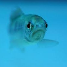 lauchiges's profile picture. 