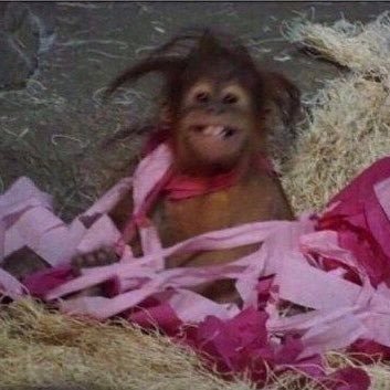 onlyalexaas's profile picture. for the freaks🐄