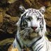 ( Tiger ) (@tigers_paws) Twitter profile photo