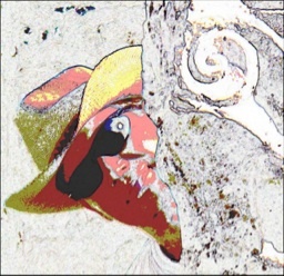 weruminger's profile picture. 