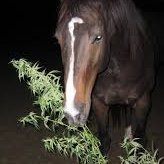 Papa Horse (@papahorse) 's Twitter Profile Photo