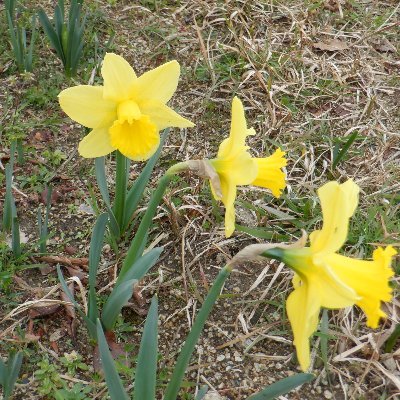 寝屋川市から指定を受けて都市公園11箇所を管理しています。