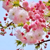 كويتيه 🇰🇼 (@kuwaitya__q9) Twitter profile photo