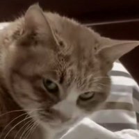 ocelotseal (@ocelotseal) 's Twitter Profile