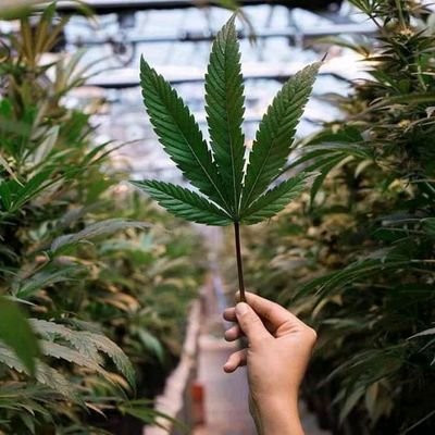 Lai65709161's profile picture. art