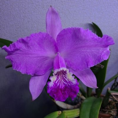 papilionanthe's profile picture. ミゾレちゃん、生まれてきてくれてありがとう。
