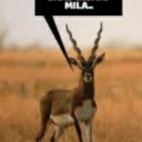 Aunty of Blackbuck (@ukblackbuck) 's Twitter Profile Photo Aunty of Blackbuck (@ukblackbuck) 's Twitter Profile Photo