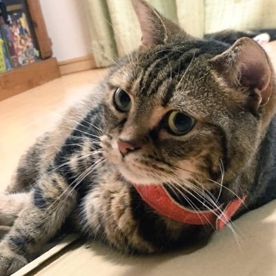 チョコさんのプロフィール画像