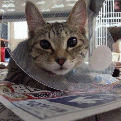 ku__piii's profile picture. 前向きに🕊💞 AIH①②③✖️⇒IVF①⇒移植①🧚🏻‍♀️🔜R3.11.15⏩⏩R3.11.3娘🩰爆誕 DH🦷🪥 移植②🧚🏻‍♀️🔜R6.2.2⏩️⏩️R.6.2.10🎀