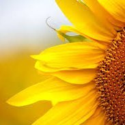 Book reviewer/blogger for books set in Italy. Host of creative writing retreats in Abruzzo, Italy #bookblogger #retreat #Italy #italywriters #editor