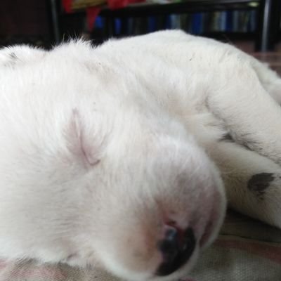 tiurauson's profile picture. Binjin Defender