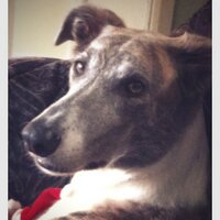 Esther Hudson - @maisie_woof Twitter Profile Photo