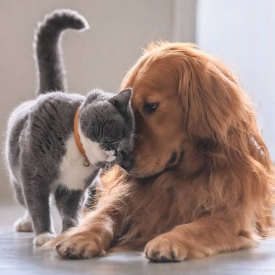 Somos amantes de los animales mandanos fotos de tus mascotas y las estaremos publicando