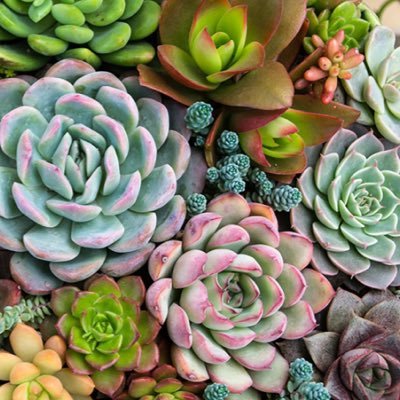 BlackRosedenoel's profile picture. 帰国。網膜色素変性症。日本での生活になかなか慣れない...感情の浮き沈みが激しい日々...いつか失明する恐怖...できていたことができなくなってる...当たり前ではないことに気づく...こなせる量が減っていく日々...情けない