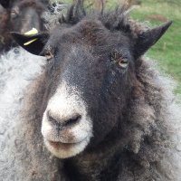 Alison Strange (@alisonstrange5) 's Twitter Profile Photo Alison Strange (@alisonstrange5) 's Twitter Profile Photo
