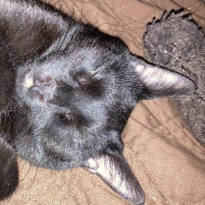 Cynthiaisone's profile picture. Concerned US citizen, senior advocate, NOT a trump cult supporter