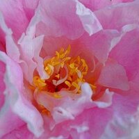 els van der pool (@somewherels) 's Twitter Profile