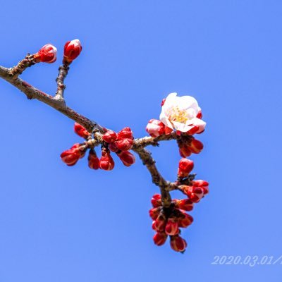 busuke3rd's profile picture. KIT ヒコロボ「RI 270」 B5