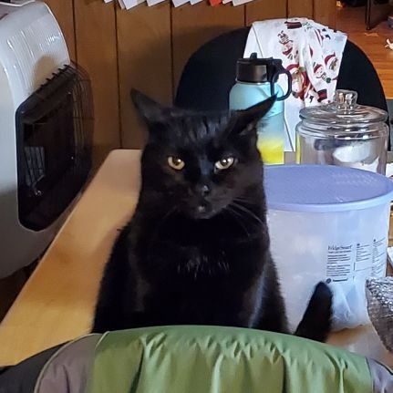 StashABidgood's profile picture. 