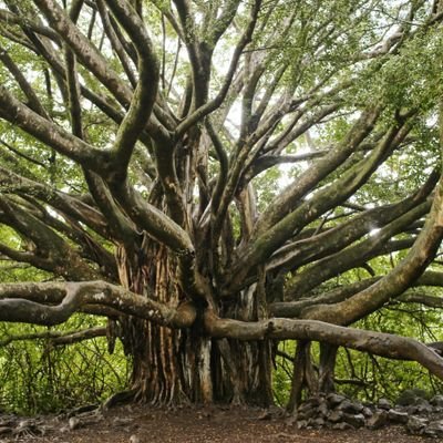 natureViews5's profile picture. #natureislife