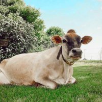 Chaney's Dairy Barn (@chaneysdairy) 's Twitter Profile