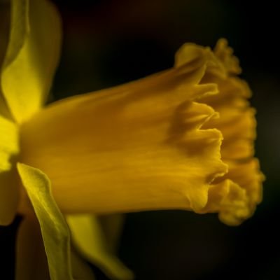 photographie avec un canon EOS70. voyages - fleurs - nature - paysage. provoquer une émotion