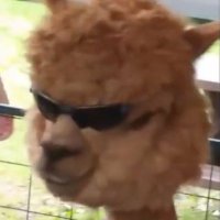 Escoña (@esconaxd) 's Twitter Profile