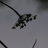 Fennel (@fennelsteuert) 's Twitter Profile Photo Fennel (@fennelsteuert) 's Twitter Profile Photo