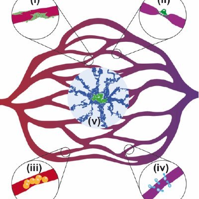 Laboratory at @ibis_sevilla interested in the cross road between hypoxia signalling and neurodegenerative diseases. Alberto Pascual @albpasbra Lab