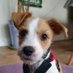 JumblePup (@jumble_pup) Twitter profile photo JumblePup (@jumble_pup) Twitter profile photo