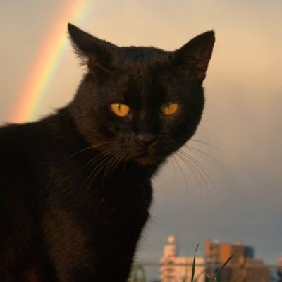 Lanlabell11's profile picture. little world