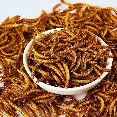 xuming72762274's profile picture. 干粉虫，Dry powder insect