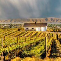 Dineen Vineyards (@vineyardsdineen) Twitter profile photo