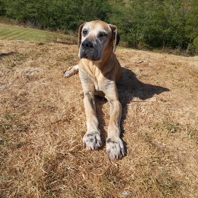 modernspartan62's profile picture. this is my sad hour account. i miss my dog.
aradia_uchiha