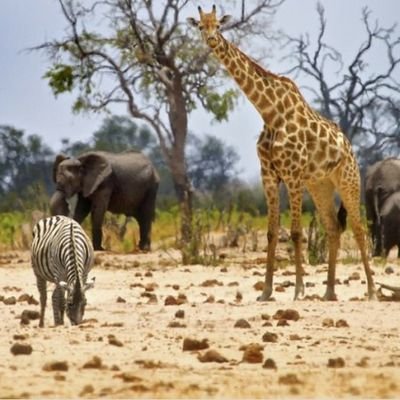 EndingTheHunt's profile picture. Trophy hunting is vile, callous and inhumane. Support this campaign to help to raise awareness of the reality of this revolting 'sport'.