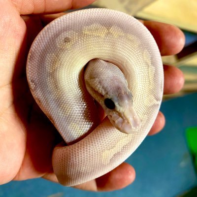 wildazul1's profile picture. 犬山市でブリーディング業務を行っております。基本的にはイベント販売中心に販売しております。増えた生体、飼えなくなってしまった生体の買取、お問い合わせはDMもしくはwildazul@yahoo.co.jpまで！