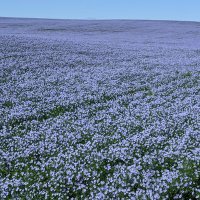 SaskFlax (@saskflax) 's Twitter Profile