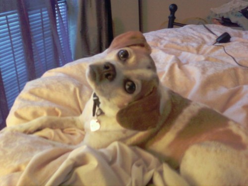 PepsieChloe's profile picture. I ♡ watermelon, peanut butter, long romantic barks at nothing. I possess a rebellious streak, so I ignore orders to come/do tricks. I ♡ to cuddle with mom 4EVR