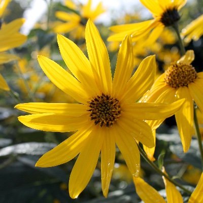 JardinerFuté en #permaculture 
Semez les graines de l’abondance 
Prendre soin de la #nature pour prendre soin de nous
#Biodiversité : #résilience 🐞🐝