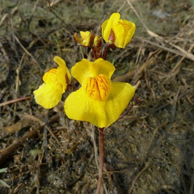 Department of Taxonomy, Institute of Botany, Czech Academy of Sciences 
@IBOTCZ