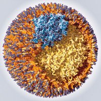Hobbs & Cohen Lab (@lab_hobbs) 's Twitter Profile