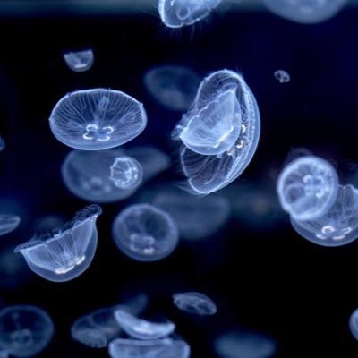 1nomiya_tanka's profile picture. 短歌。活字が主食。競技かるた(見る専)