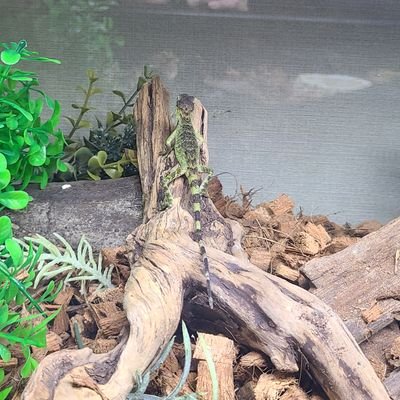 水ジャン トカゲ日記 على تويتر 食べ方が可愛いトカゲちゃん ゚ ゚ キノボリトカゲ