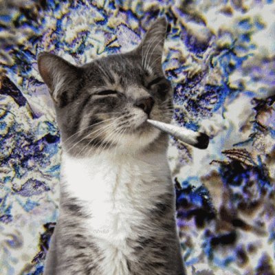 Just a cat smoking some buds and trading some stocks.