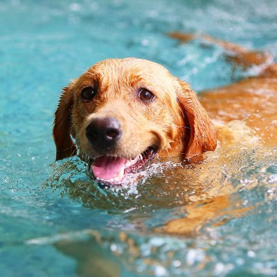 AnAtlanticDog's profile picture. Maestro of Mechanical Keystrokes