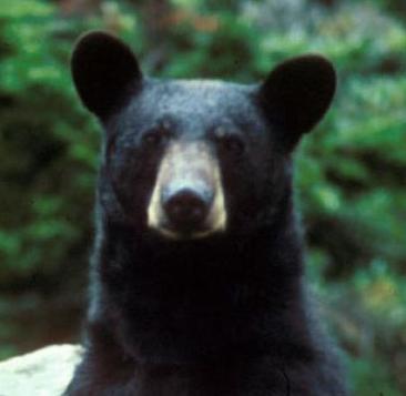 GreensboroBear's profile picture. 