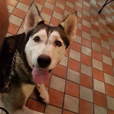 goyoanaya's profile picture. Ingeniero que gusta de los asados, el deporte, la buena música, el cine, el tequila y convivir con mi familia y amigos.
Taurino