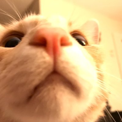 StimSven's profile picture. Its gonna be biblical 😺💁