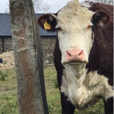 temblett1's profile picture. Trying hard not to be a goat, crab, or seagull.