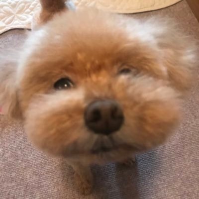 10歳になったかわいい犬です。すぐに顔がでかくなる。ずっとあかちゃん